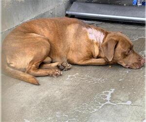 Labrador Retriever-Unknown Mix Dogs for adoption in Camarillo, CA, USA