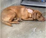 Small Labrador Retriever Mix
