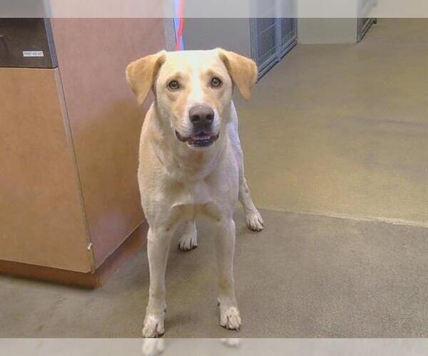 Medium Photo #1 Labrador Retriever-Unknown Mix Puppy For Sale in Sacramento, CA, USA