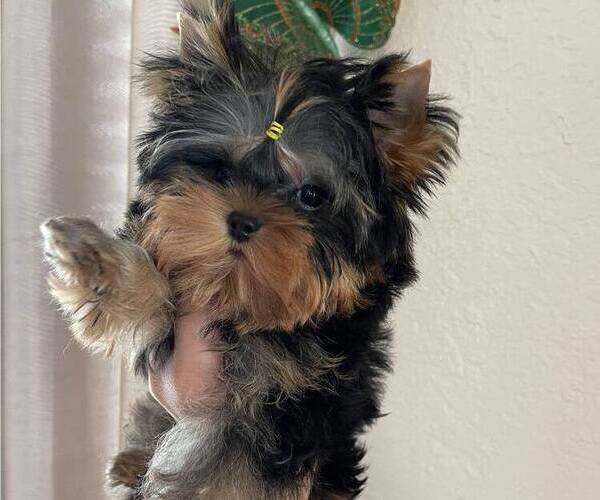 Medium Photo #12 Yorkshire Terrier Puppy For Sale in RANCHO BERNARDO, CA, USA