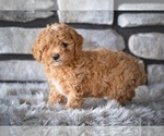 Small #2 Poodle (Toy)