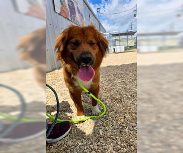 Medium Photo #7 Retriever -Unknown Mix Puppy For Sale in Oakhurst, NJ, USA