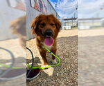 Small #6 Retriever  Mix