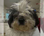 Small Photo #3 Shih Tzu Puppy For Sale in Spring Lake, NJ, USA