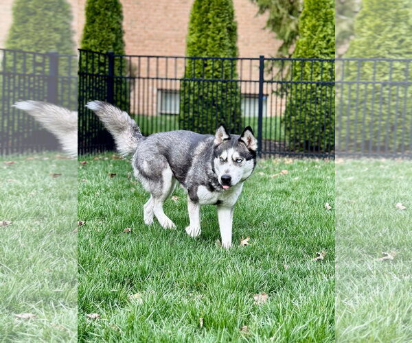 Medium Photo #2 Siberian Husky-Unknown Mix Puppy For Sale in Germantown, OH, USA