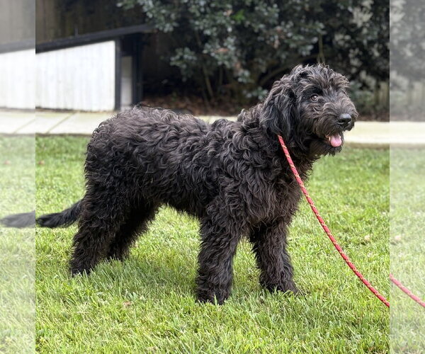 Medium Photo #2 Mutt Puppy For Sale in Yardley, PA, USA