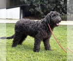 Small #1 Mutt