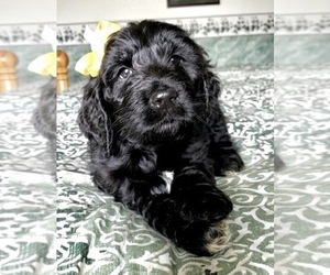 Goldendoodle Puppy for sale in TAYLORVILLE, IL, USA