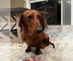 Small Photo #4 Dachshund Puppy For Sale in Los Angeles, CA, USA
