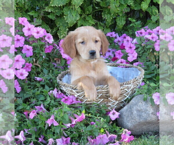 Medium Photo #48 Golden Retriever Puppy For Sale in THORP, WI, USA