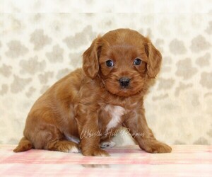 Cavapoo Puppy for sale in DENVER, PA, USA