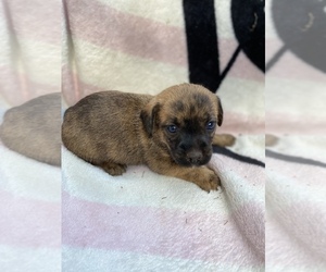 Malchi Puppy for sale in INMAN, SC, USA