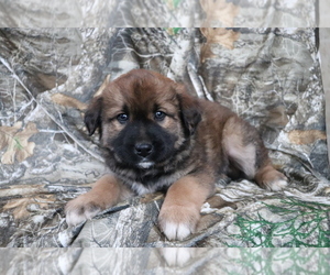 Akita-Unknown Mix Puppy for sale in SHILOH, OH, USA