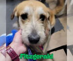 Small #2 Dachshund-Labrador Retriever Mix