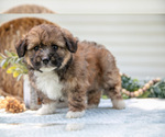 Puppy Rambo Aussiedoodle Miniature