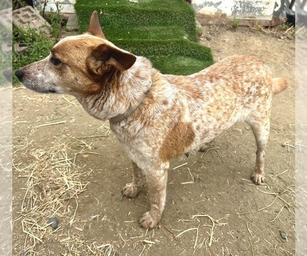 Medium Photo #1 Australian Cattle Dog Puppy For Sale in RAMONA, CA, USA