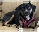 Small #3 Beagle Mix