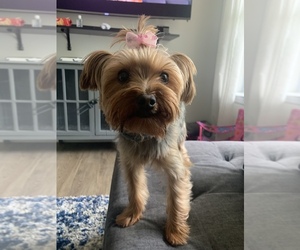 Yorkshire Terrier Puppy for sale in LIVINGSTON, NJ, USA