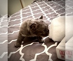 Puppy Puppy 4 French Bulldog