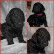 Small Photo #17 Goldendoodle Puppy For Sale in FREDERICKSBURG, VA, USA