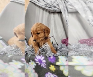 Medium Golden Retriever