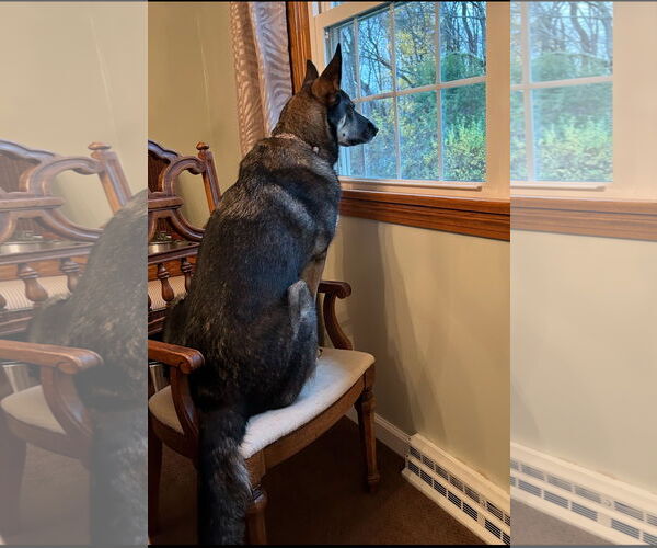 Medium Photo #4 German Shepherd Dog Puppy For Sale in New Hill, NC, USA