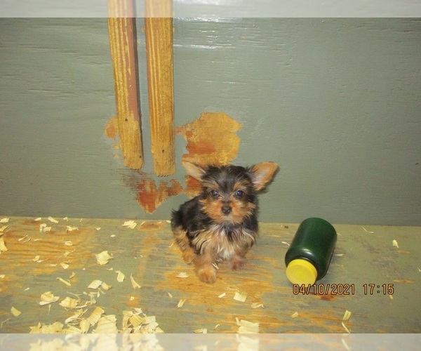 Medium Photo #13 Yorkshire Terrier Puppy For Sale in CARROLLTON, GA, USA