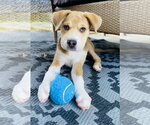 Small #2 Golden Pyrenees
