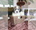 Small Photo #56 Australian Shepherd Puppy For Sale in LEXINGTON, SC, USA