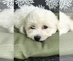 Small Photo #9 Bichpoo Puppy For Sale in BOWLING GREEN, KY, USA