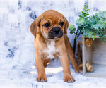 Small Photo #26 Puggle Puppy For Sale in WAKARUSA, IN, USA