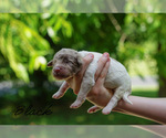 Small #10 Goldendoodle