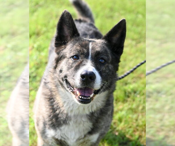 Medium Photo #1 Akita Puppy For Sale in Glen Allen, VA, USA