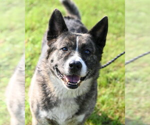 Akita Dogs for adoption in Glen Allen, VA, USA