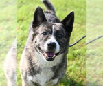 DA 18 Daikon - Female Akita Dog for Adoption - Small photo