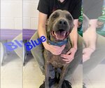 Small #1 American Staffordshire Terrier Mix