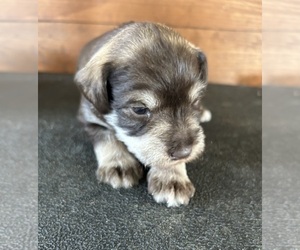Schnauzer (Miniature) Puppy for Sale in SILER CITY, North Carolina USA