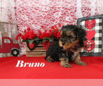 Small #12 Yorkshire Terrier