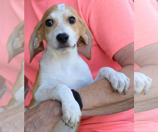 Medium Photo #2 Treeing Walker Coonhound-Unknown Mix Puppy For Sale in Prattville, AL, USA