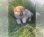 Puppy Puppy 2 Chow Chow