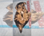 Small Photo #309 Yorkshire Terrier Puppy For Sale in AKRON, OH, USA