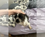 Small #2 Boston Terrier Mix