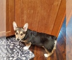 Small #5 Pembroke Welsh Corgi