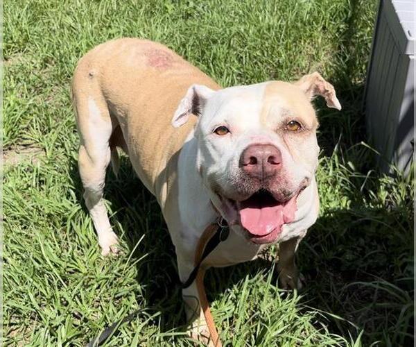 Medium Photo #1 American Bulldog-Unknown Mix Puppy For Sale in Tavares, FL, USA