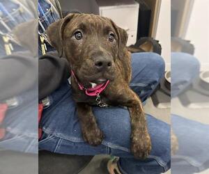 Mastiff-Unknown Mix Dogs for adoption in San Francisco, CA, USA