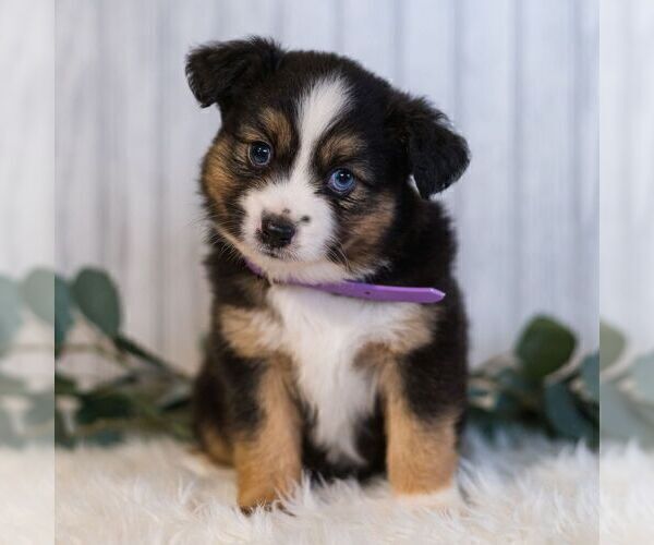 Medium Photo #3 Miniature Australian Shepherd Puppy For Sale in REBERSBURG, PA, USA