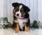 Small #2 Miniature Australian Shepherd