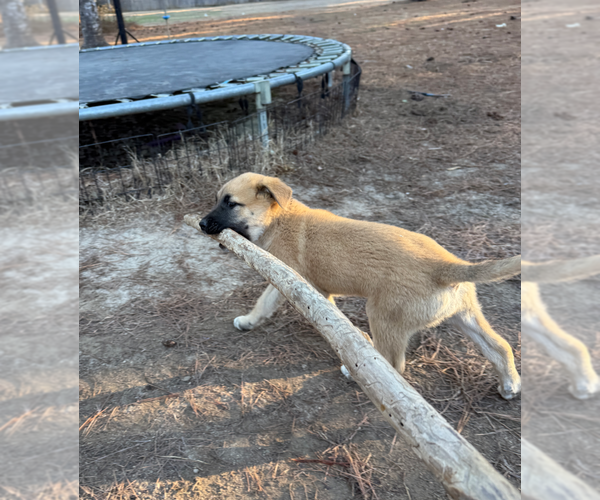 Medium Photo #2 Australian Shepherd-Unknown Mix Puppy For Sale in Holly Springs, NC, USA