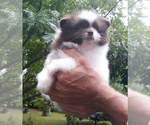 Small Photo #42 Pomeranian Puppy For Sale in PALM BCH GDNS, FL, USA