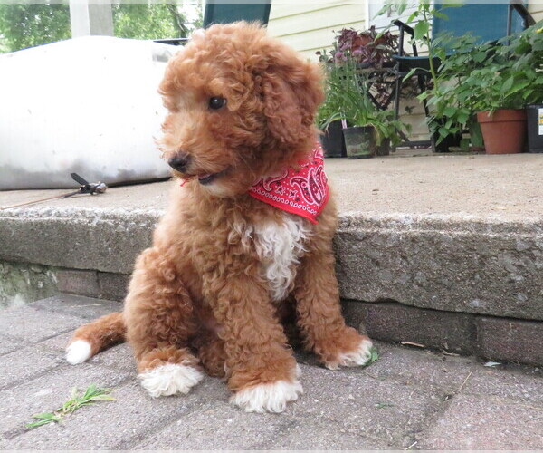 Medium Photo #1 Miniature Labradoodle Puppy For Sale in DONGOLA, IL, USA